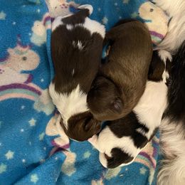Shih Tzu Puppies from Sherry Whiteside's Shih Tzus