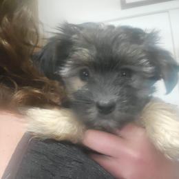 Peep - Black and tan female Morkie puppy in Gloucester, Virginia from Jenkins Morkies