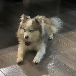 Wolfie - Pomsky