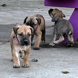 Boerboel Puppies from BoHo Boerboels