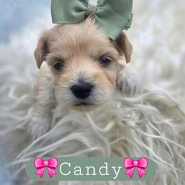 Candy - female Cavapoochon puppy in Bullard, Texas from Cavapoochon Central LLC
