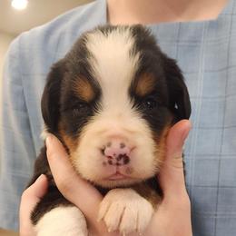 Tasha - Black rust and white female Bernese Mountain Dog puppy in Auburn, Indiana from Swamp Creek Berners