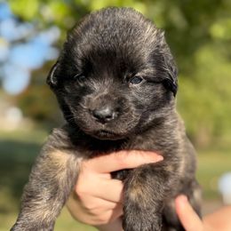 Girl 6 (Birdie) - Reddish brown female Leonberger puppy in Manchester, Tennessee from Bois D’Arc Leonbergers