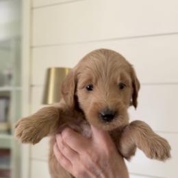 Goldendoodle Puppies from King Family Doodles