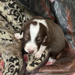 Australian Shepherd Puppies from Hall's Australian Shepherds
