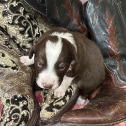 Australian Shepherd Puppies from Hall's Australian Shepherds