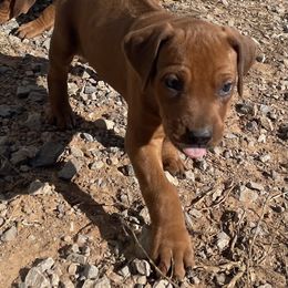 Boy 1 - Rhodesian Ridgeback puppy from Troubadour Ranch