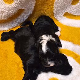 Girl 4 - Black and white female Havanese puppy in Manchester, Texas from Mimi's Havanese