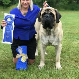 Mastiff and Nova Scotia Duck Tolling Retriever All Grown Up from Coopers Mastiffs