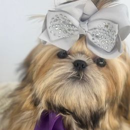 Ani - Shih Tzu puppy from Shihtzu Legacy