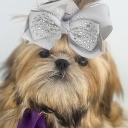 Ani - Shih Tzu puppy from Shihtzu Legacy
