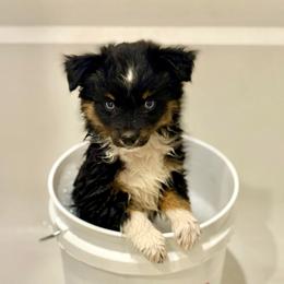 Sprout - Black tri male Toy Australian Shepherd puppy in Hotchkiss, Colorado from Yampa Valley Aussies