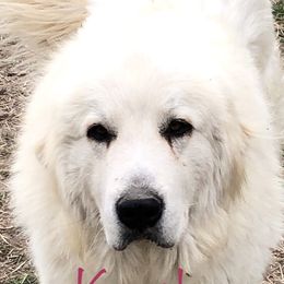Kaysha - Great Pyrenees