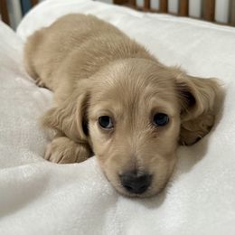 Male 3 - Cream male Dachshund puppy in Hensley, Arkansas from Fink Dachshund Farm - Central Arkansas