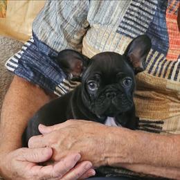 Brindle Female - Brindle female French Bulldog puppy in Worley, Idaho from Templinhaus Rottweilers & DreamHaus French Bulldogs