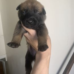 Belgian Malinois, Bull Terrier, and Dutch Shepherd Puppies from ROSC K9