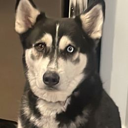Gloria - Siberian Husky