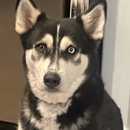 Gloria - Siberian Husky