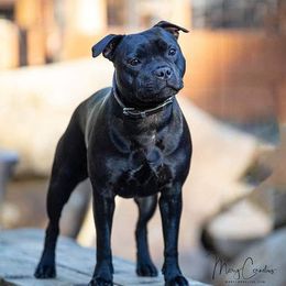 Staffordshire Bull Terrier All Grown Up from Shortyrock Staffordshire Bull Terriers