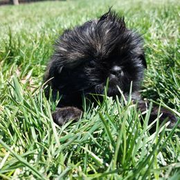 Faith AKC - Brindle and white Shih Tzu puppy in Buffalo, New York from Shih Tzu's by Jen