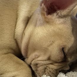 French Bulldog Puppies from Herell's French Bulldogs