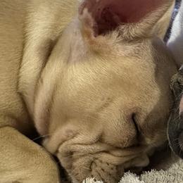 French Bulldog Puppies from Herell's French Bulldogs
