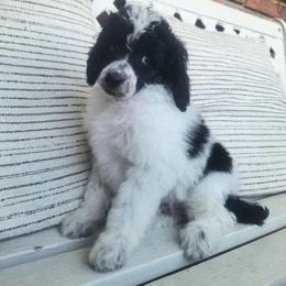 Rio-black phantom parti - Phantom male Poodle puppy in Cypress Inn, Tennessee from Nine Pines Poodles