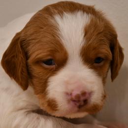 Sig - Orange and white male Brittany puppy in Hollidaysburg, Pennsylvania from Royal Flush Farms