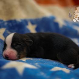 Yankee Doodle - Black tri male Miniature Australian Shepherd puppy in San Antonio, Texas from Wigglebutts Unlimited