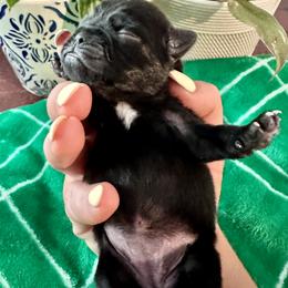 Pug Puppies from Masters Pugs