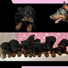 Doberman Pinschers from Elite Dobermans of Atlanta