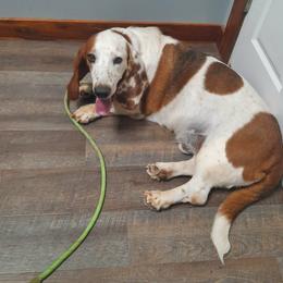 Hiccup - Black brown and white male Basset Hound puppy in Russellville, Kentucky from Morse's Basset Hounds