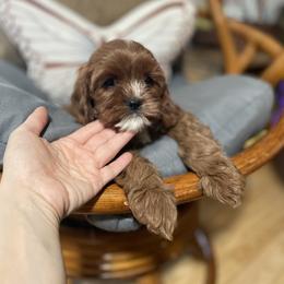 Cavalier King Charles Spaniel and Cavapoo Puppies from Larisa's Cavaliers