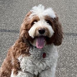Luna - Australian Labradoodle