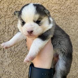 Darling - Gray and white female Pomsky puppy in La Verne, California from Red Cedar Pomskies