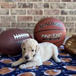 Buddy - Cream male Goldendoodle puppy in Ovilla, Texas from Osgood Doodles