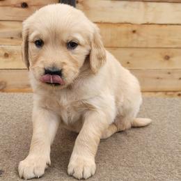 Bella - Dark golden female Golden Retriever puppy in Orland, California from Elliott's Elite Puppies