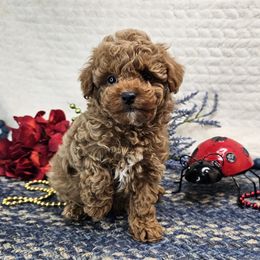 Charlie - Red  male Poodle puppy in Brighton, Missouri from Martin's Heart Poodles