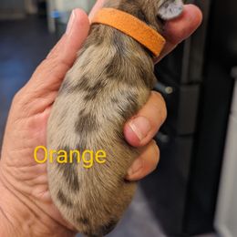Girl 3 - Dachshund puppy in Homosassa, Florida from Foxies Doxies