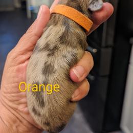 Girl 3 - Dachshund puppy in Homosassa, Florida from Foxies Doxies