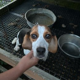 Pearl - Beagle