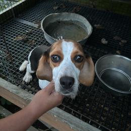 Pearl - Beagle