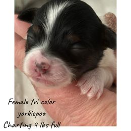 Yorkipoo puppies from Doodle Pups Fur-Ever