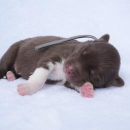 John (Grey Collar) - Red and white male Siberian Husky puppy in Warwick, Rhode Island from Young Orchard Siberians