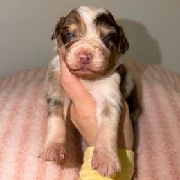 Bunny - Red merle female Australian Shepherd puppy in Anniston, Alabama from All Hale Aussies