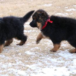 German Shepherd Puppies from Lost Creek German Shepherds LLC