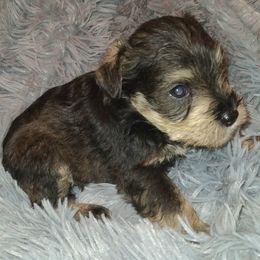 Jax - Salt and pepper male Miniature Schnauzer puppy in Graham, Washington from Kristy's French Bulldogs & Mini Schnauzers