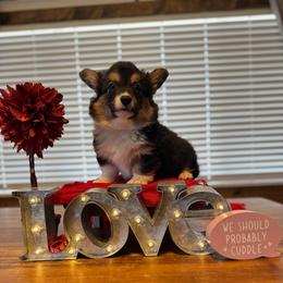 Dean Winchester (Fluffy) - Black and tan male Pembroke Welsh Corgi puppy in Olathe, Colorado from Rocking LJ Breeding