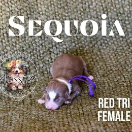 Sequoia - Red tri-color female Miniature American Shepherd puppy in Ferndale, California from Lost Coast Aussies