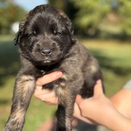 Girl 3 (Bubbles) - Reddish brown female Leonberger puppy in Manchester, Tennessee from Bois D’Arc Leonbergers